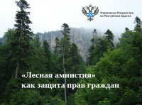 «Лесная амнистия» как защита прав граждан